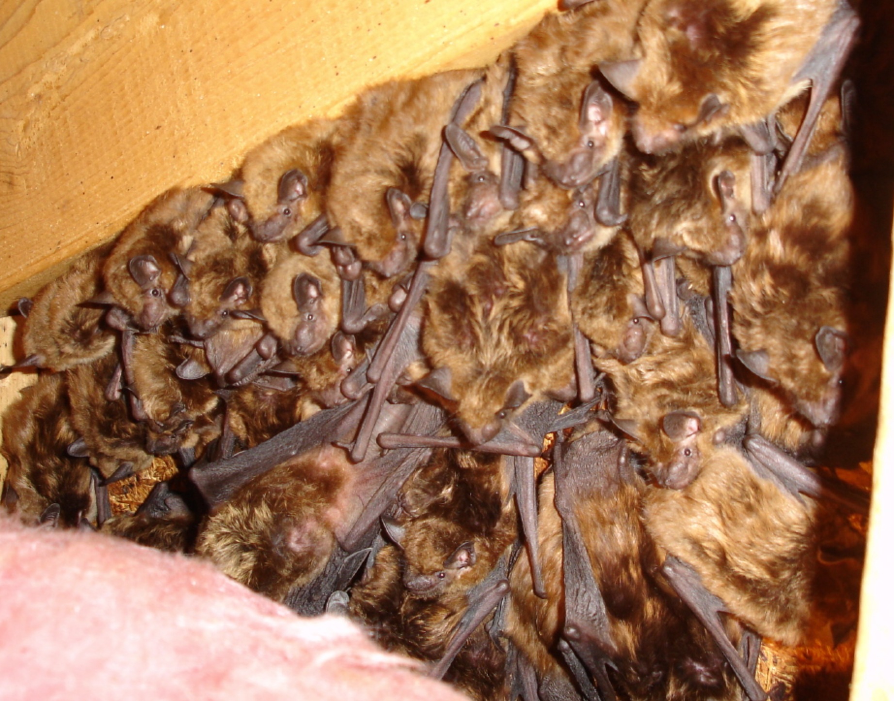 Bat removal services