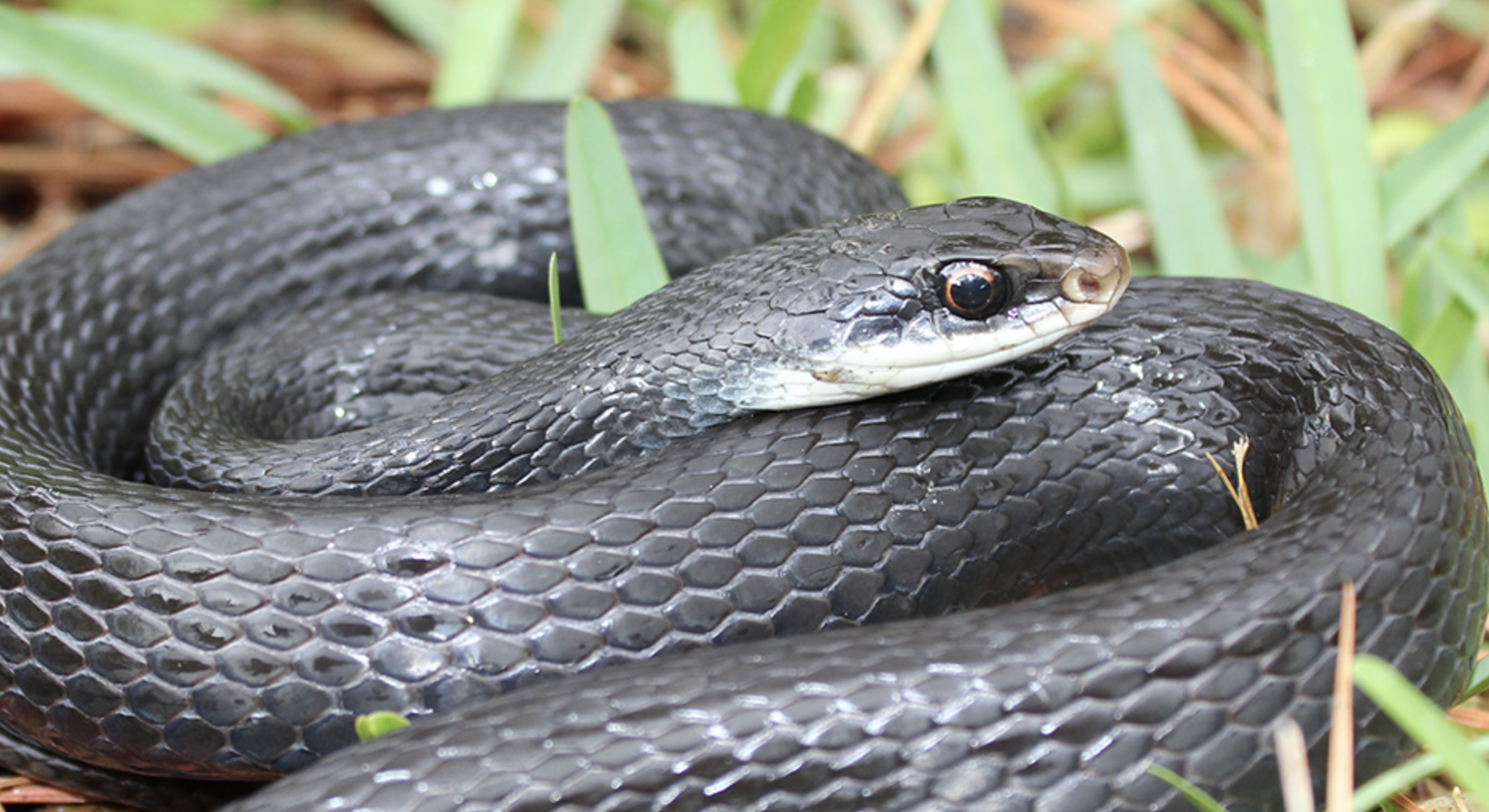 Snake Removal Services in Central Florida