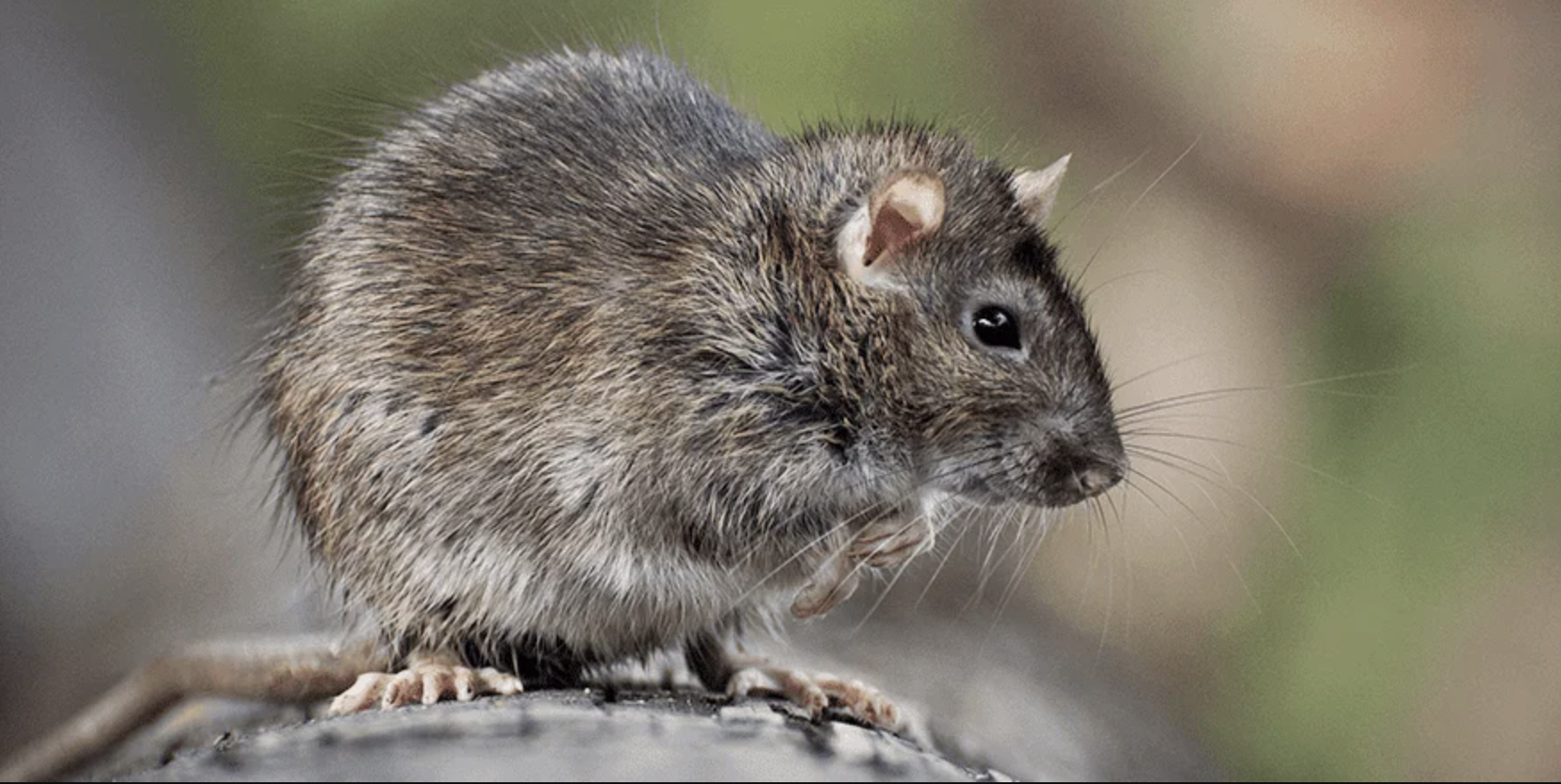 Rat & Rodent Control in Central Florida