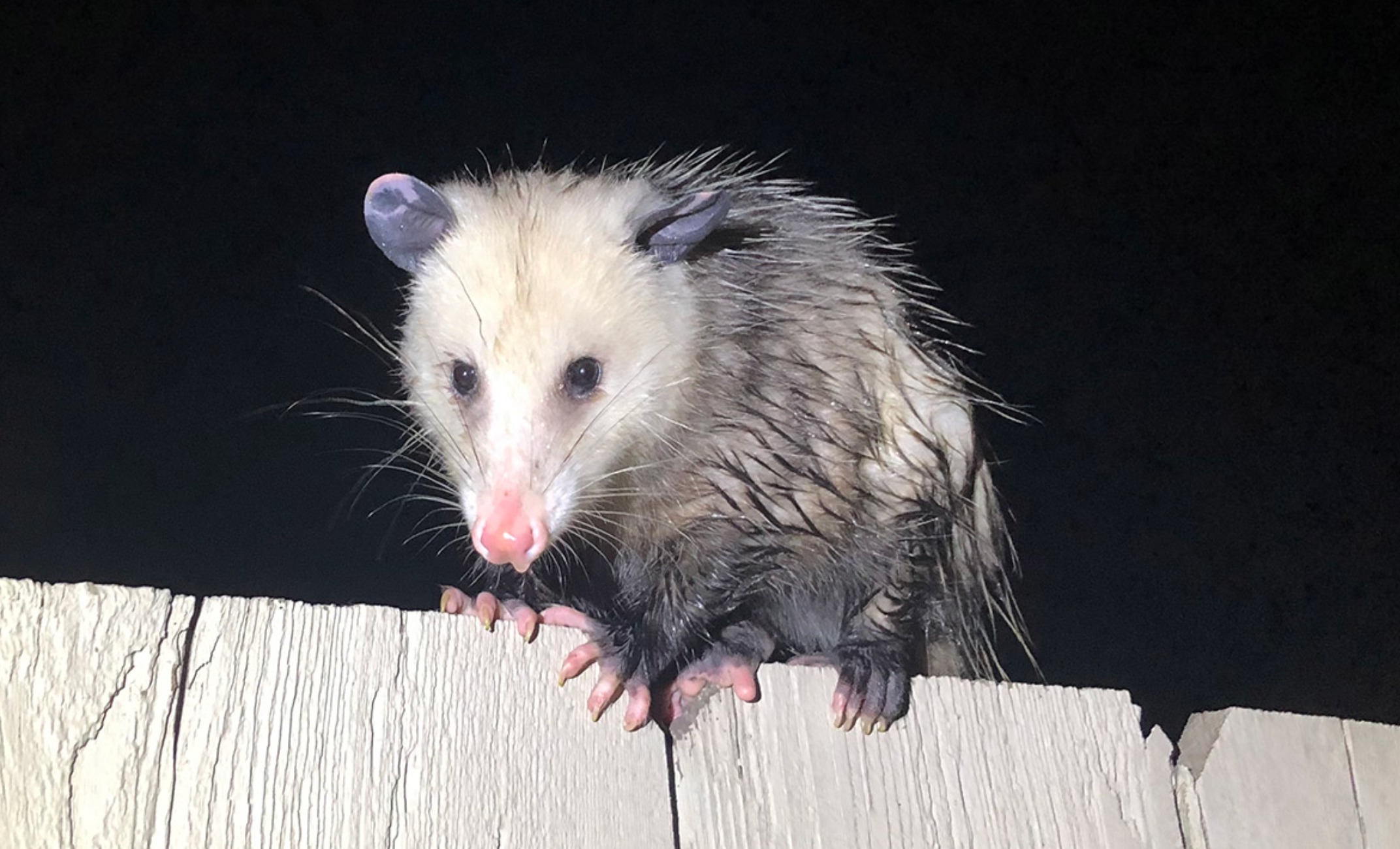 Opossum showing defensive posture