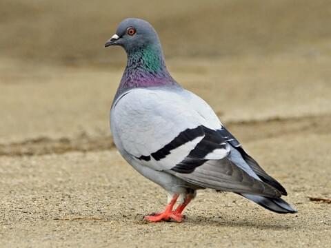 Bird removal services