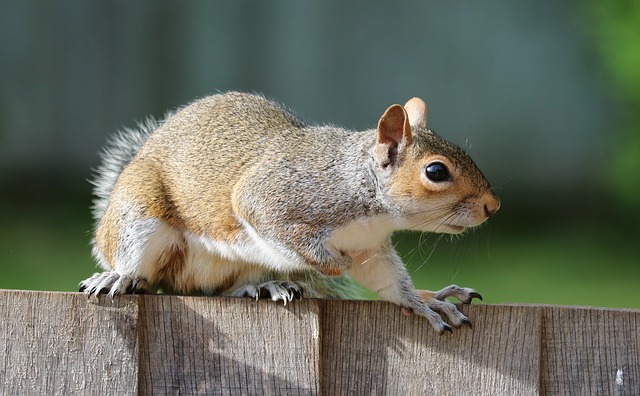 Squirrel on a wooden fence