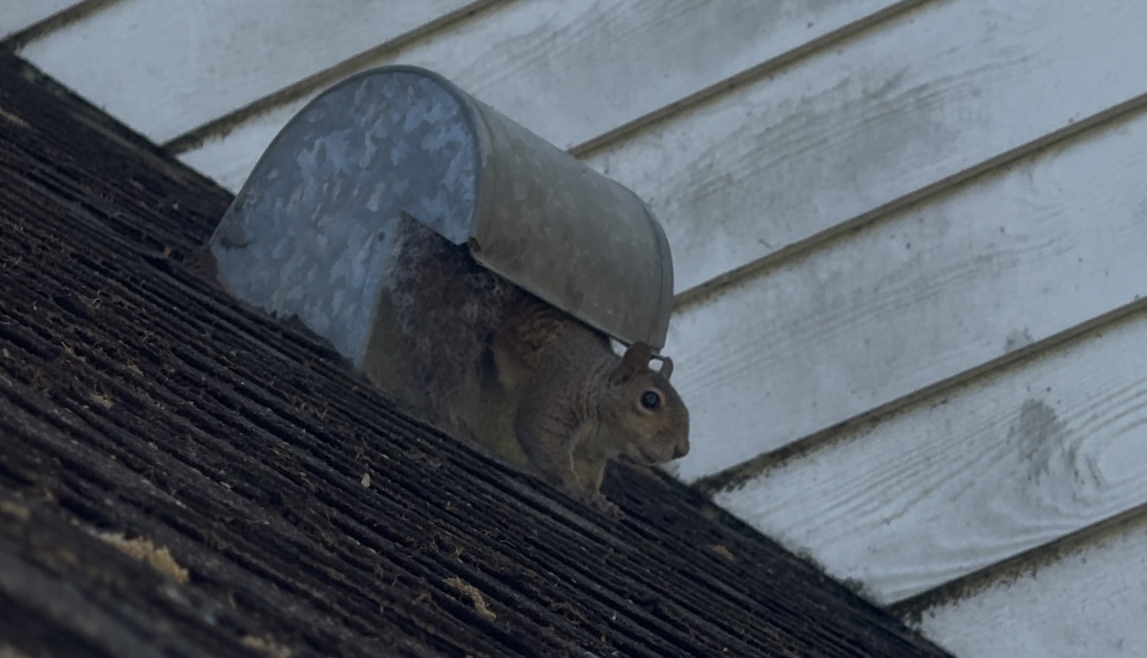 Squirrel on roof